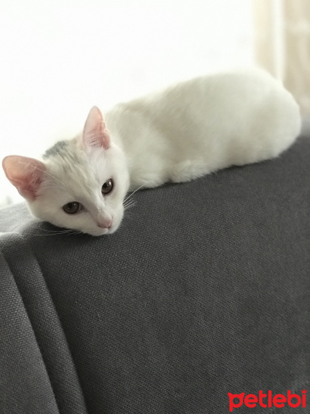 Tekir Kedi, Kedi  Love fotoğrafı