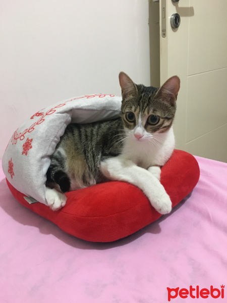 Tekir Kedi, Kedi  Kepçe fotoğrafı