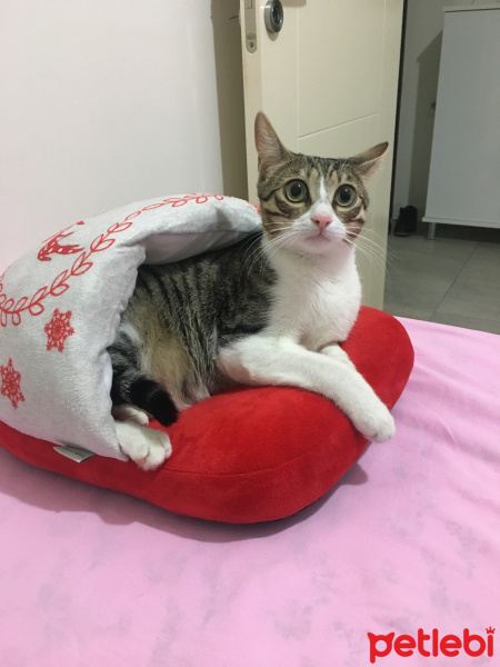 Tekir Kedi, Kedi  Kepçe fotoğrafı