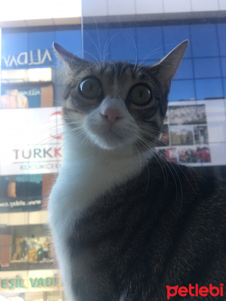 Tekir Kedi, Kedi  Kepçe fotoğrafı