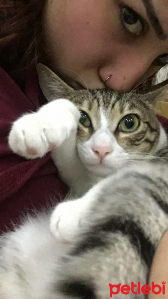 Tekir Kedi, Kedi  Kepçe fotoğrafı