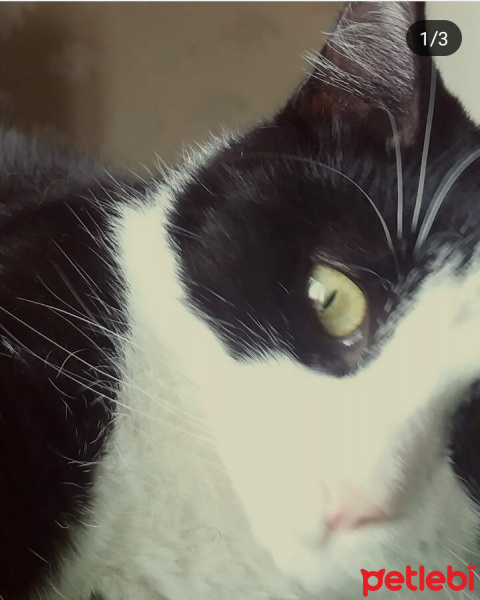Tekir Kedi, Kedi  Nasip fotoğrafı