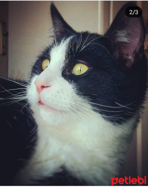 Tekir Kedi, Kedi  Nasip fotoğrafı