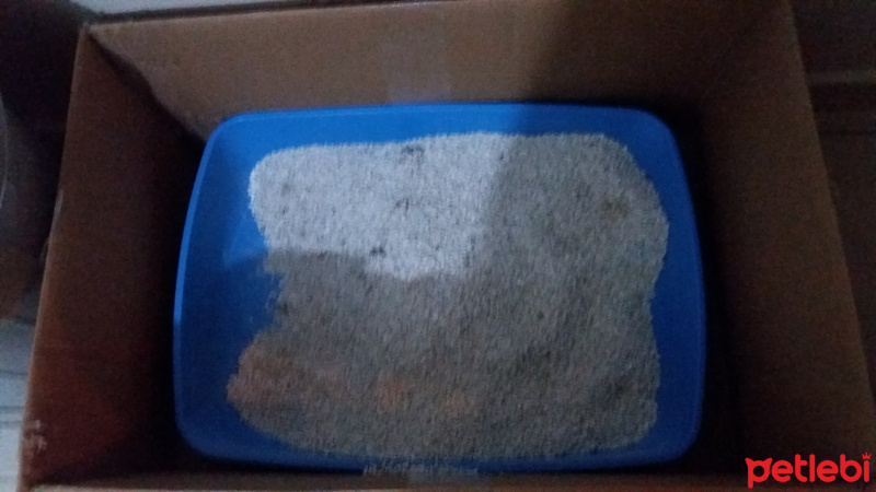Tekir Kedi, Kedi  Nasip fotoğrafı