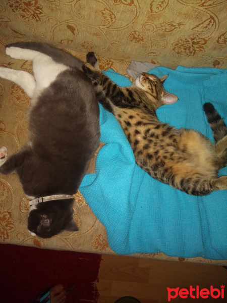 Tekir Kedi, Kedi  Gri fotoğrafı
