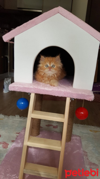 İran Kedisi (Persian), Kedi  Tarçın fotoğrafı