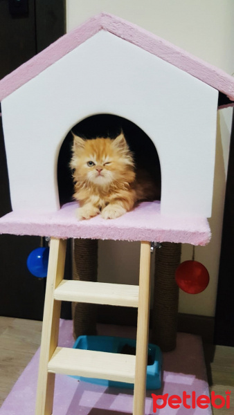 İran Kedisi (Persian), Kedi  Tarçın fotoğrafı