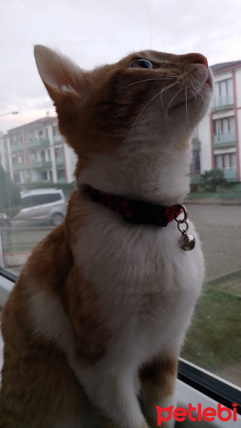 Tekir Kedi, Kedi  Guncuk fotoğrafı