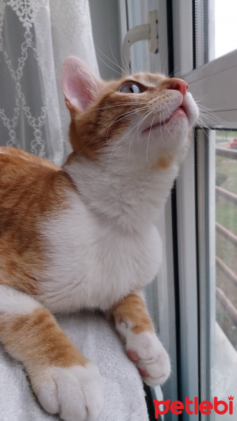 Tekir Kedi, Kedi  Guncuk fotoğrafı