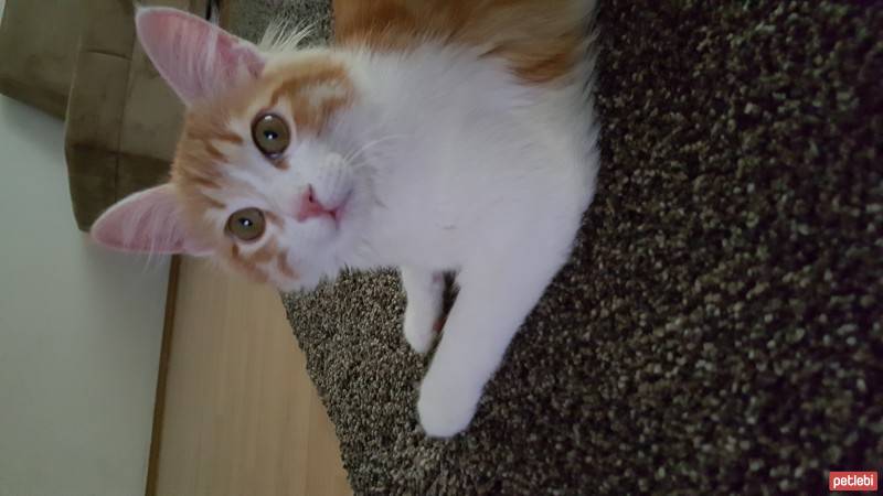 Tekir Kedi, Kedi  Leo fotoğrafı