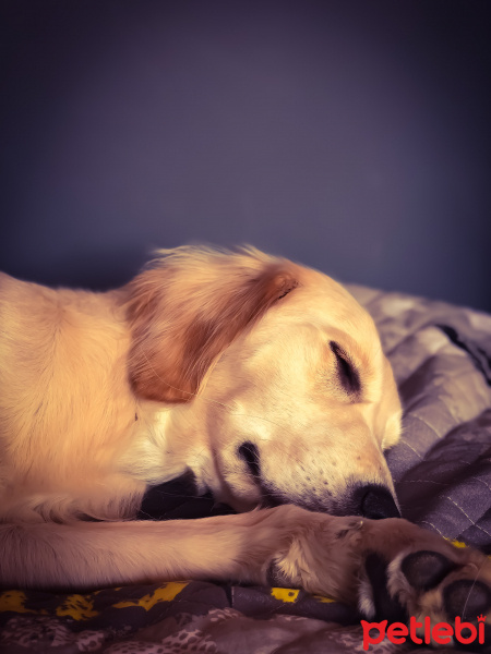 Golden Retriever, Köpek  Hera fotoğrafı