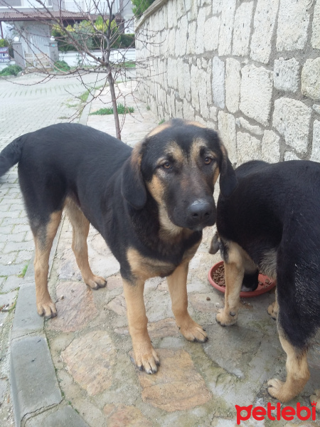 Rottweiler, Köpek  Mafia fotoğrafı