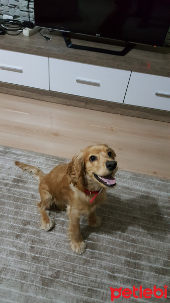 Amerikan Cocker Spaniel, Köpek  MOKHA fotoğrafı