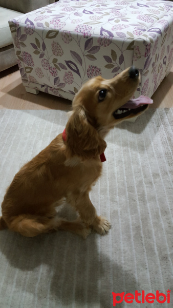 Amerikan Cocker Spaniel, Köpek  MOKHA fotoğrafı