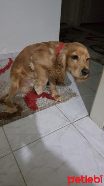 Amerikan Cocker Spaniel, Köpek  MOKHA fotoğrafı