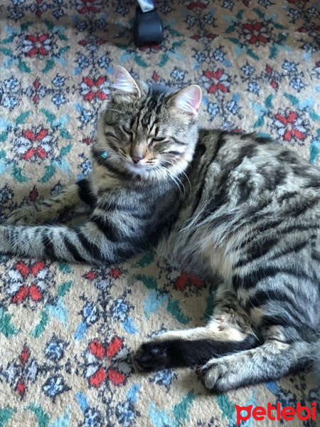 Tekir Kedi, Kedi  Ali fotoğrafı