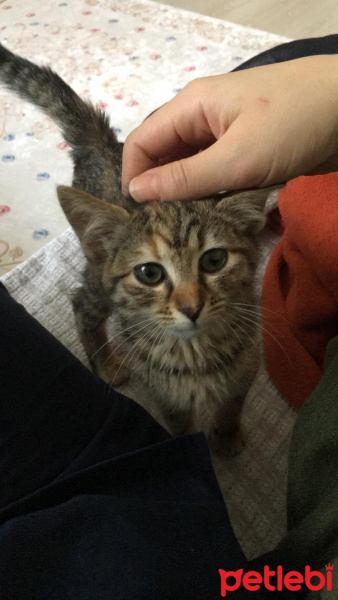 Tekir Kedi, Kedi  Bihter fotoğrafı