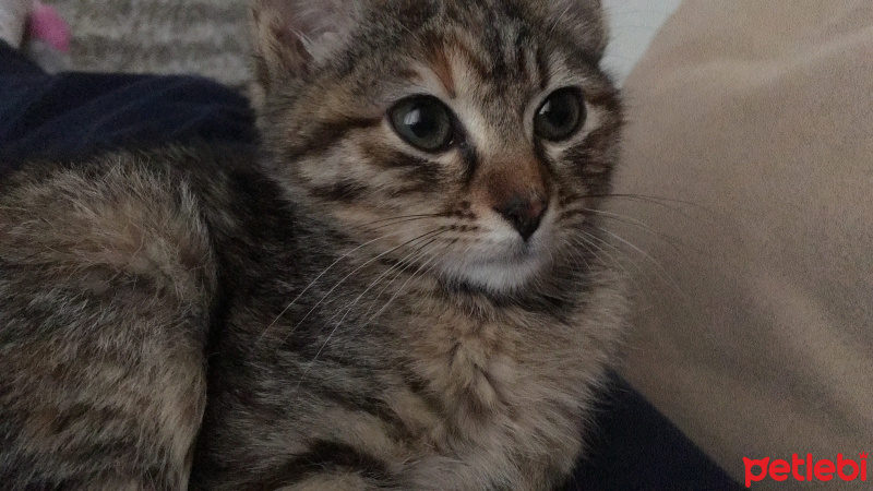 Tekir Kedi, Kedi  Bihter fotoğrafı