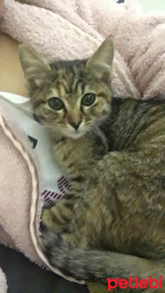 Tekir Kedi, Kedi  Bihter fotoğrafı