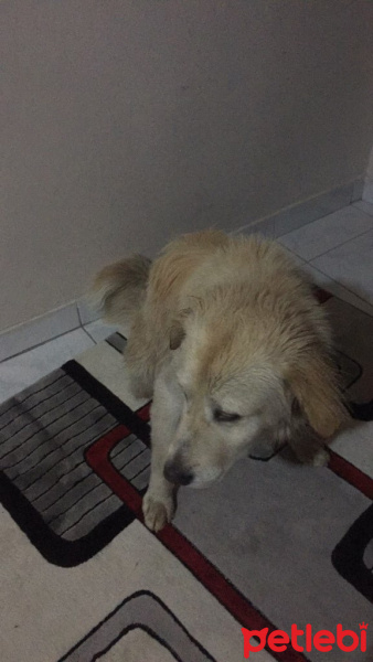 Golden Retriever, Köpek  Leo fotoğrafı