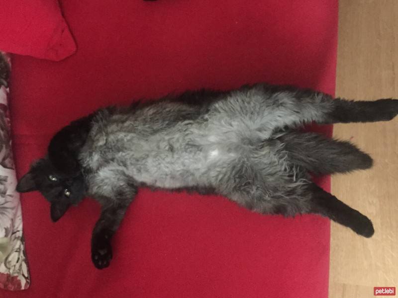 Siyam Kedisi, Kedi  Dora fotoğrafı