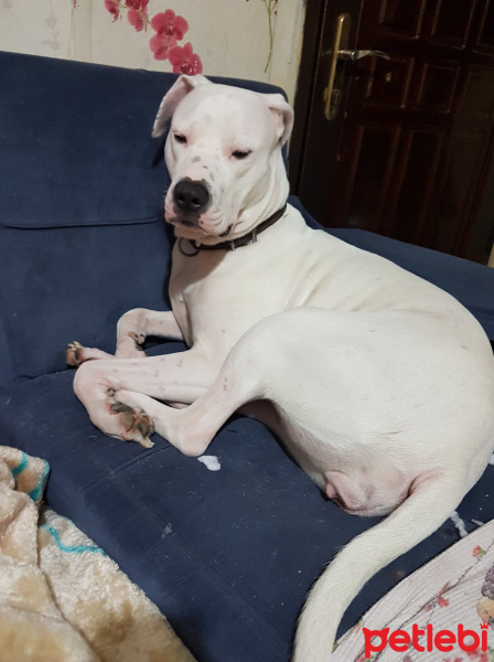 Dogo Arjantin, Köpek  chivas fotoğrafı