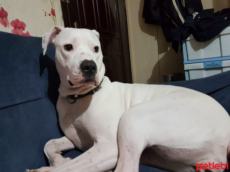 Dogo Arjantin, Köpek  chivas fotoğrafı