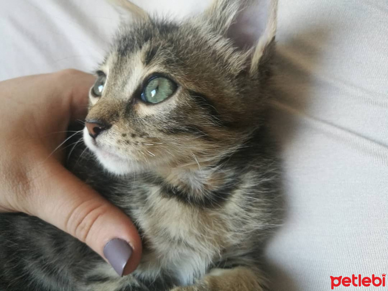 Tekir Kedi, Kedi  Şeker fotoğrafı