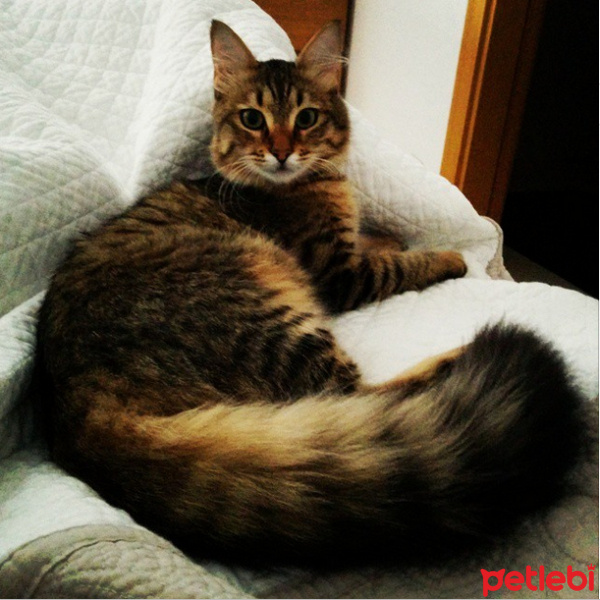 Maine Coon, Kedi  Kızım fotoğrafı