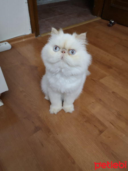 İran Kedisi (Persian), Kedi  Pofidik fotoğrafı