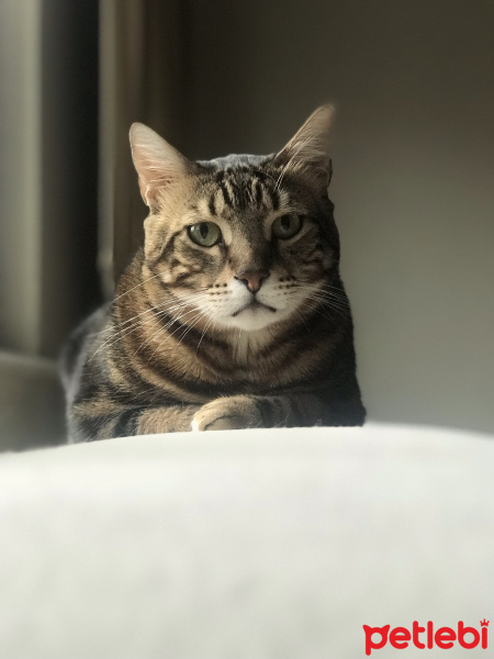 Tekir Kedi, Kedi  Haylaz fotoğrafı