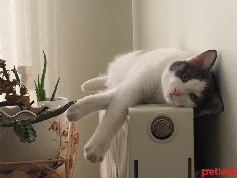 Tekir Kedi, Kedi  Şapşik fotoğrafı