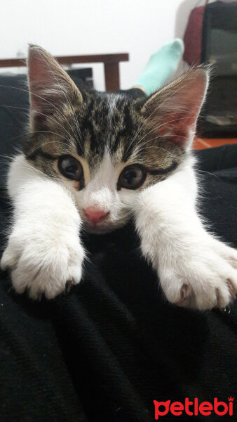 Tekir Kedi, Kedi  Muyi fotoğrafı