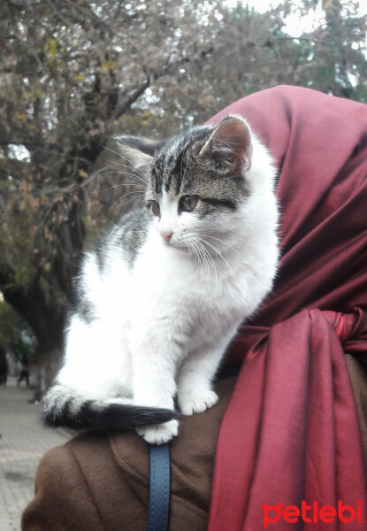 Tekir Kedi, Kedi  Muyi fotoğrafı