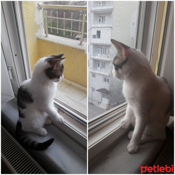 Tekir Kedi, Kedi  Muyi fotoğrafı