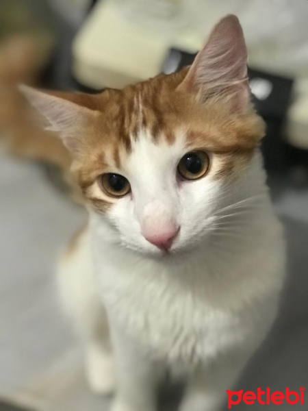 Tekir Kedi, Kedi  Diego fotoğrafı