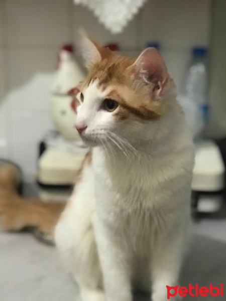 Tekir Kedi, Kedi  Diego fotoğrafı