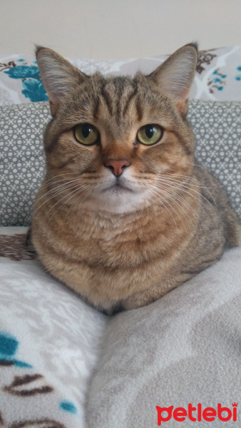 British Shorthair, Kedi  Mımın fotoğrafı