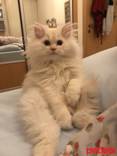 Chinchilla, Kedi  Thor fotoğrafı