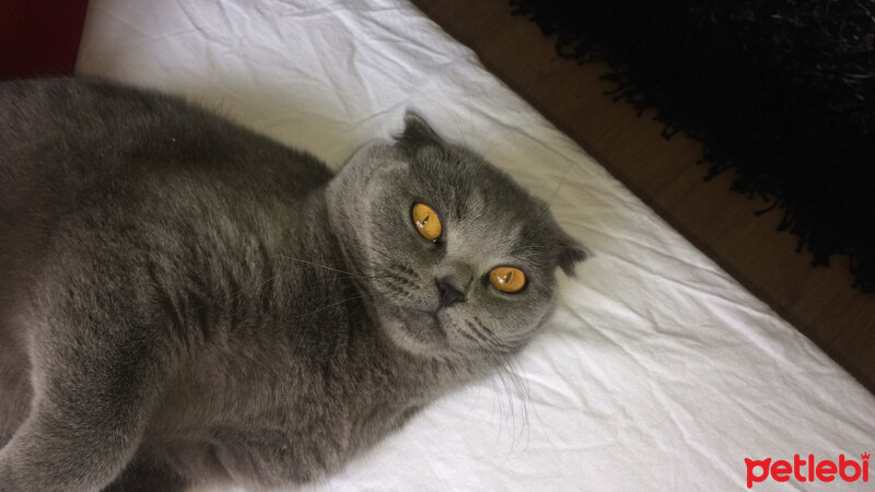 Scottish Fold, Kedi  LİLİ fotoğrafı