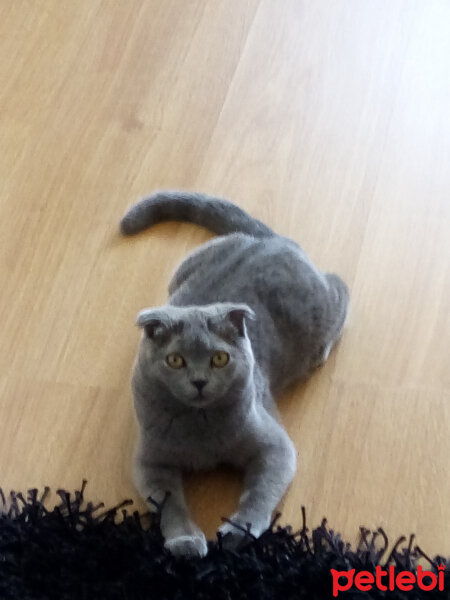 Scottish Fold, Kedi  LİLİ fotoğrafı