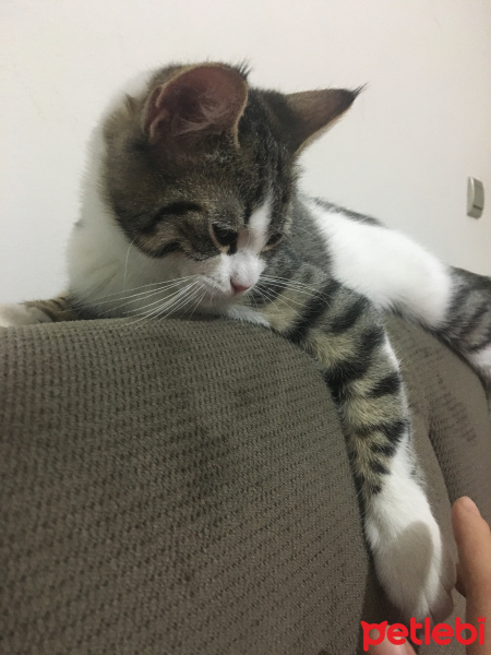 Tekir Kedi, Kedi  Şeker fotoğrafı