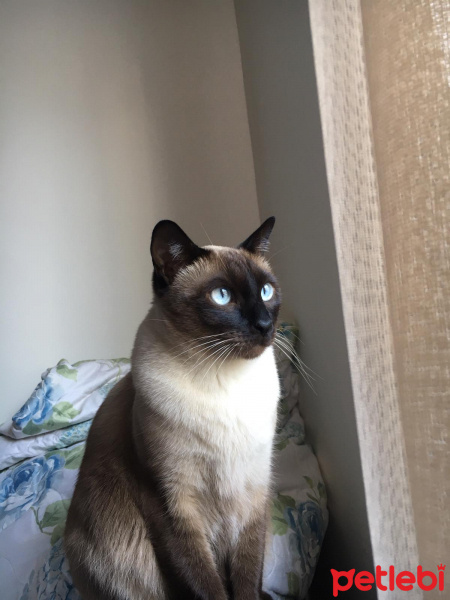 Siyam Kedisi, Kedi  Athena fotoğrafı