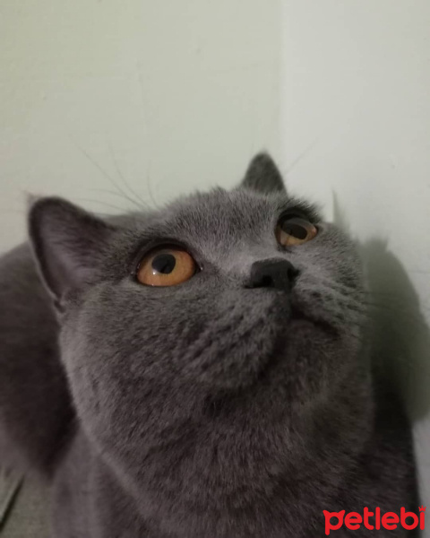 British Shorthair, Kedi  misha fotoğrafı
