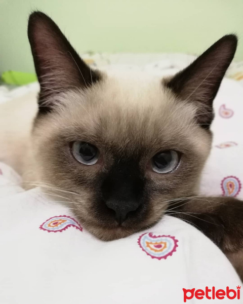 Siyam Kedisi, Kedi  floki fotoğrafı