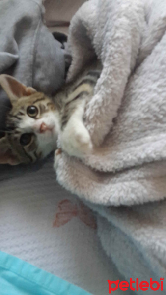 Tekir Kedi, Kedi  Boncuk fotoğrafı