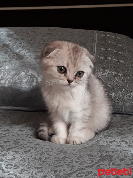 Scottish Fold, Kedi  Reina fotoğrafı
