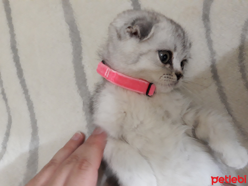 Scottish Fold, Kedi  Reina fotoğrafı