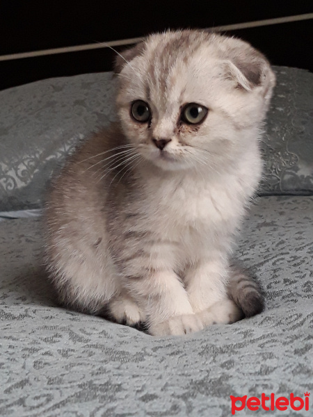 Scottish Fold, Kedi  Reina fotoğrafı