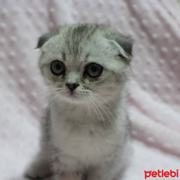 Scottish Fold, Kedi  Reina fotoğrafı